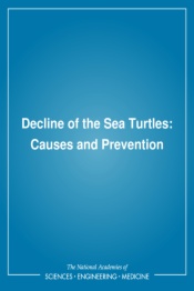 Decline of the Sea Turtles